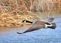 Berneška velká (Branta canadensis)