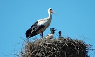 Čapí hnízdo