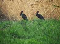 Čáp černý u Třesického rybníku