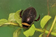 potápník dvojčarý