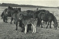 Dülmenský pony