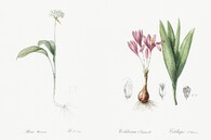 Česnek medvědí a Ocún jesenní