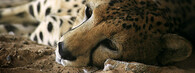 gepard