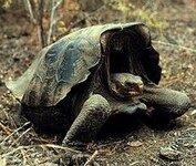 Chelonoidis nigra becki