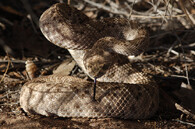 chřestýš diamantový