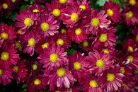 Chryzanthemum morifolium