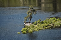 Chudobínská borovice