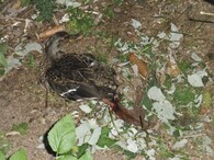 Pytlák zachycený fotopastí