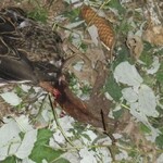 Pytlák zachycený fotopastí