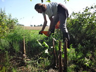 kosení bolševníku velkolepého