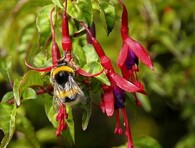 čmelák zemní fuchsie