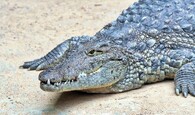 krokodýl nilský