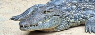 krokodýl nilský