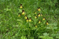 střevíčník pantoflíček