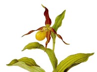 Ilustrace Franze Bauera