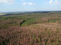 Usychající borové lesy