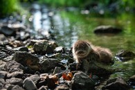 poraněné mládě vydry říční 