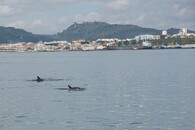 Delfíni skákaví u Setúbalu