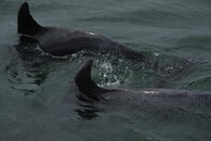 Delfíni skákaví v ústí řeky Sado