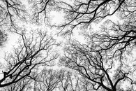 Koruna stromů bez listí