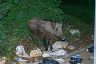 divoké prase ve městě