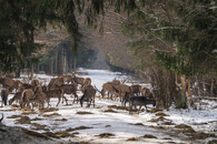 stádo zvěře v lese 