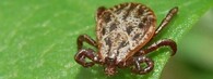 Piják lužní (Dermacentor reticulatus)