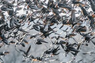 Tomáš Hulík - Divoké husy – Devínské jezero