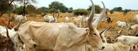 Dobytek v Africe
