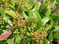 Dodonaea viscosa 