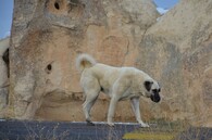 Kangal