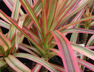 Dracaena marginata