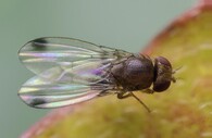 Drosophila suzukii