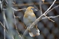 Sojkovec rezavokřídlý