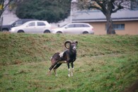 Muflon v Thomayerově nemocnici