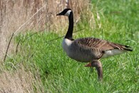 Berneška velká a husa velká