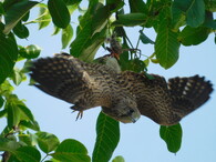 Poštolka zamotaná do provázku.