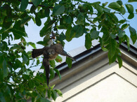 Poštolka zamotaná do provázku