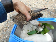 poštolka zamotaná do provázku