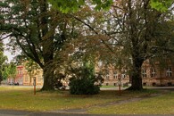 Památný dub a buk na Náměstí míru v Krnově.