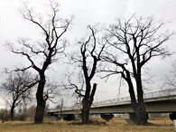 Staré duby u Voříškova dvora v Českých Budějovicích