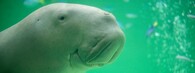 Dugong