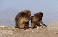 Dželada (Theropithecus gelada)