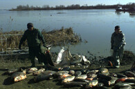 Kyanidová havárie v Baia Mare