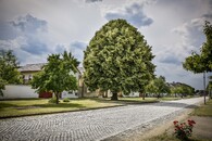 Moravičanská lípa na návsi 