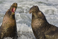 Rypouš sloní (Mirounga leonina)