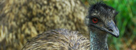 Emu