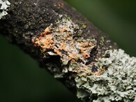 Lišejník Erythricium aurantiacum