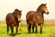 Exmoor pony