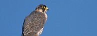 Sokol šahin - Falco pelegrinoides